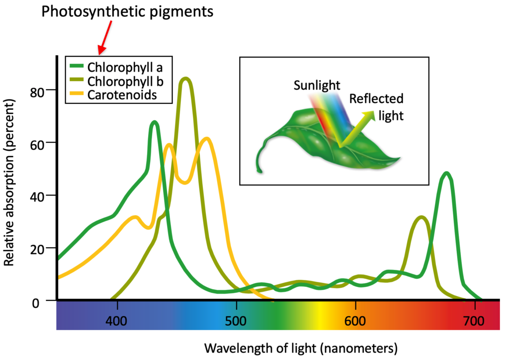 Photosynthetic pigments