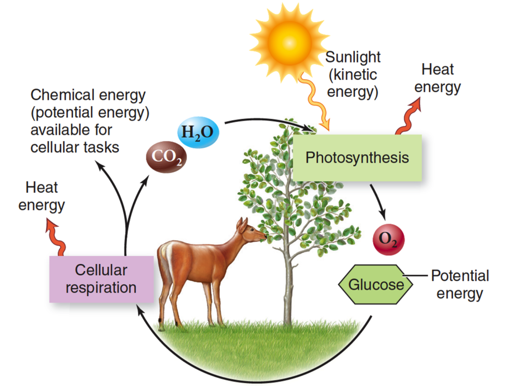 Photosynthesis diagram showing flow of solar energy. 