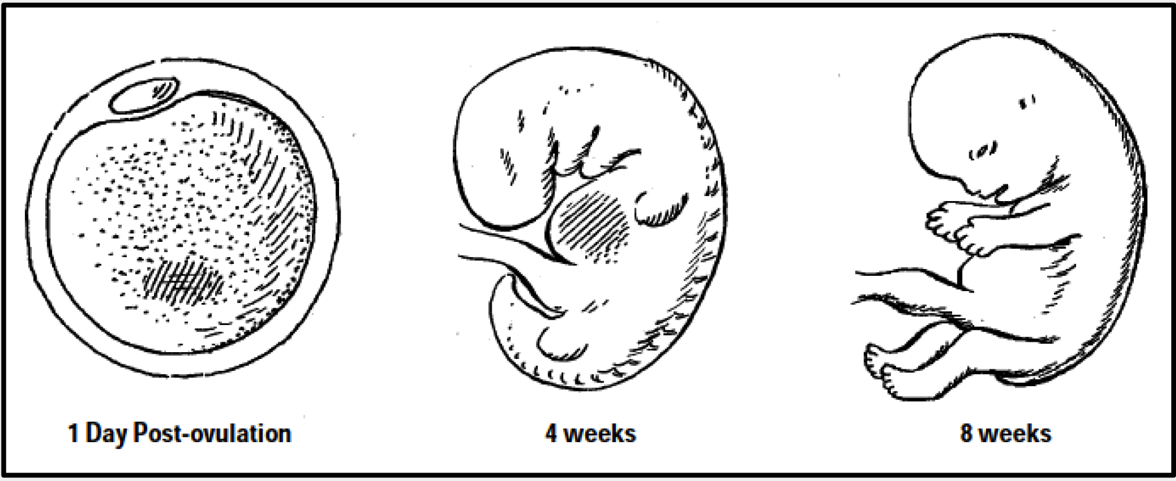 Human Reproduction – Professor St. John's Instructional Materials