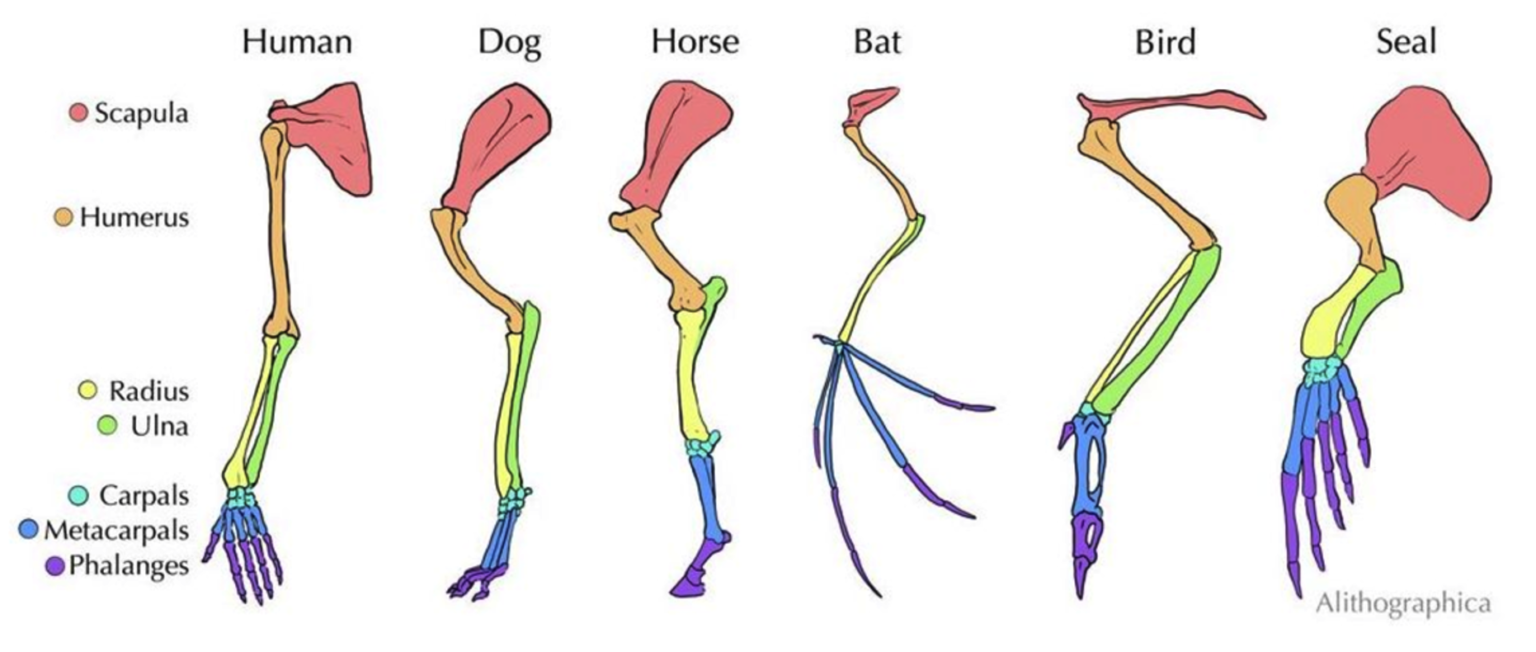 Evidence for Evolution – Professor St. John's Instructional Materials