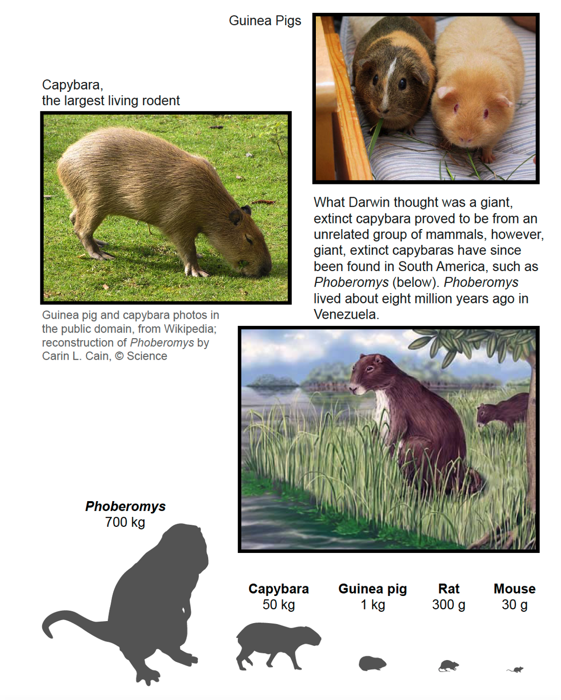 Capybara Life Cycle Diagram