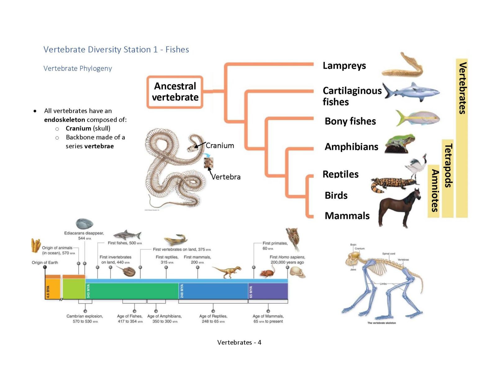 Vertebrate Diversity – Professor St. John's Instructional Materials