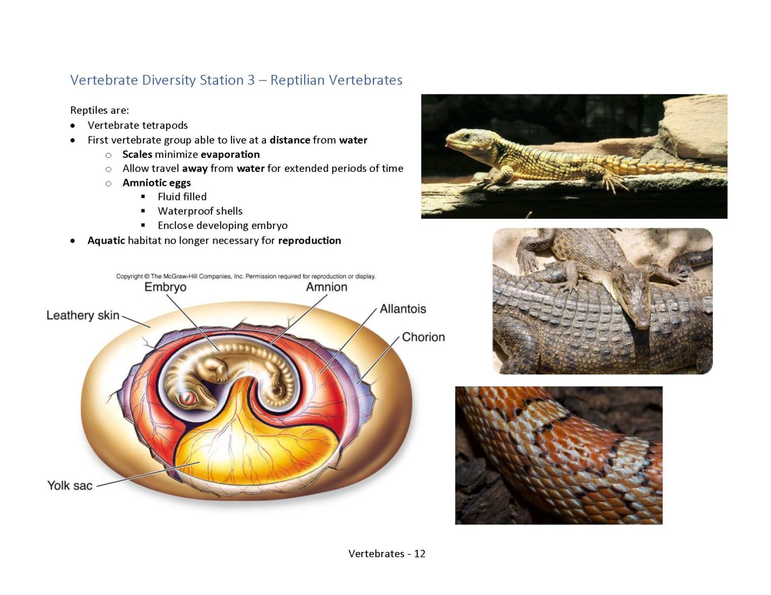 Vertebrate Diversity – Professor St. John's Instructional Materials