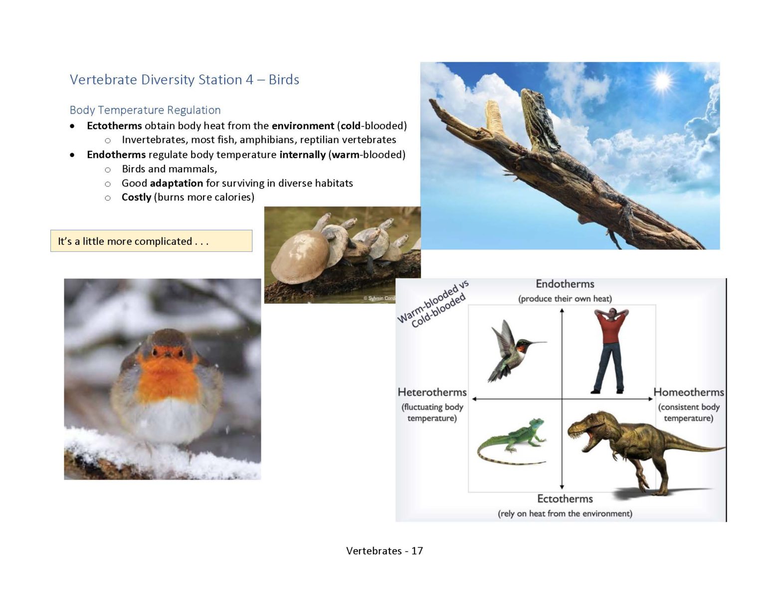 Vertebrate Diversity – Professor St. John's Instructional Materials