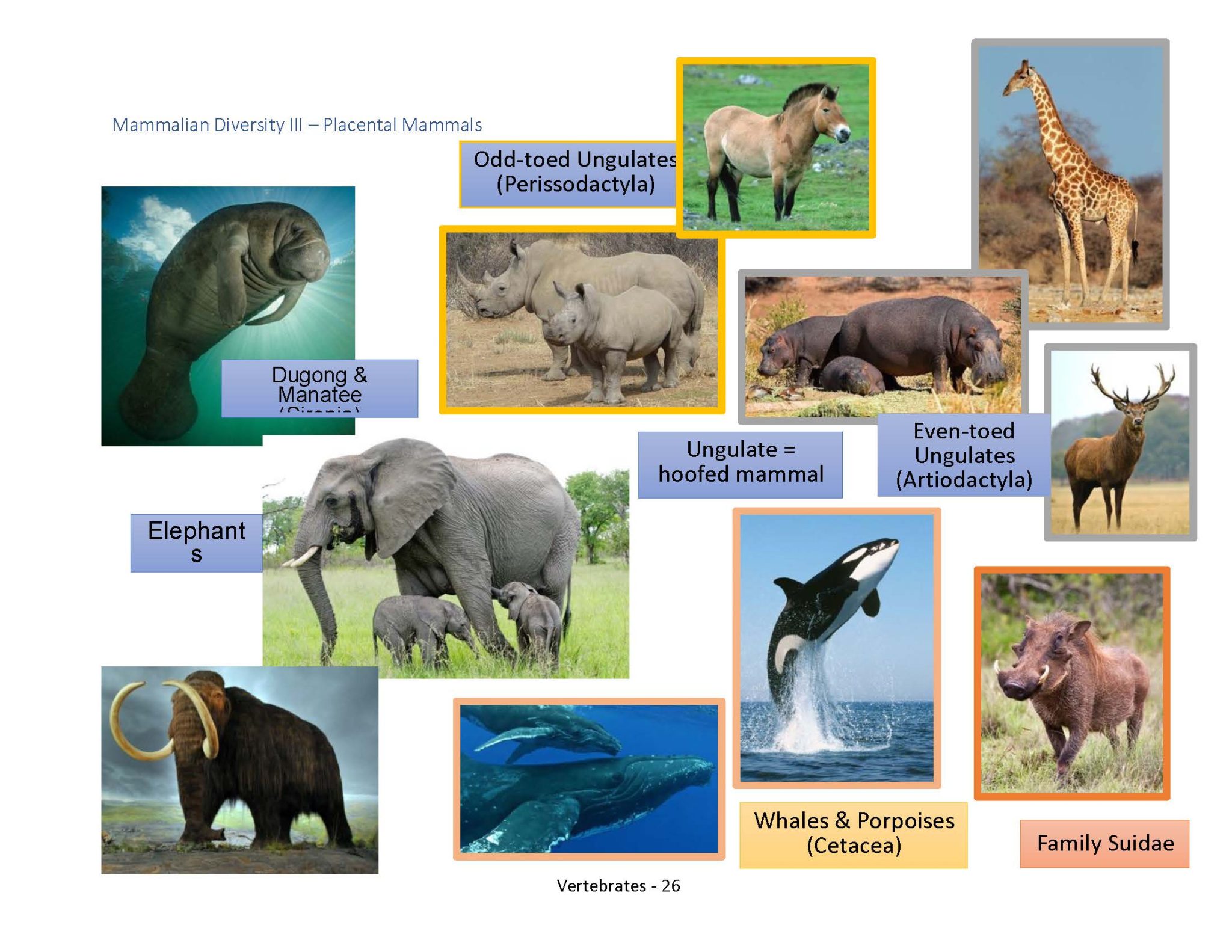 Vertebrate Diversity – Professor St. John's Instructional Materials