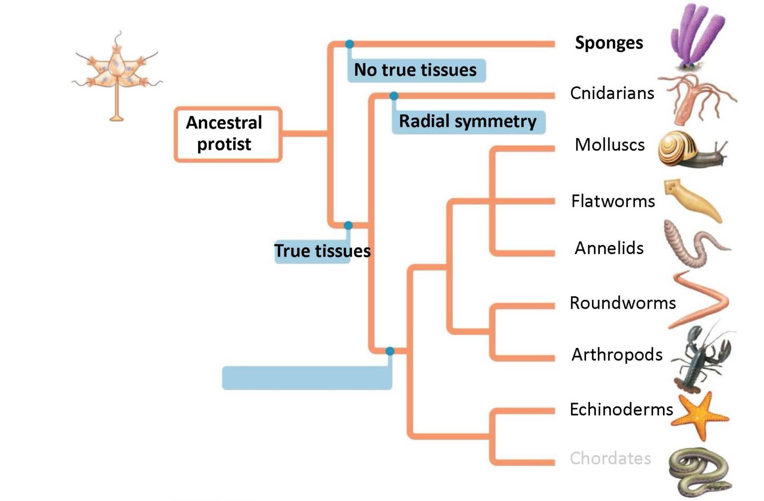 Animal Diversity: Invertebrates – Professor St. John's Instructional