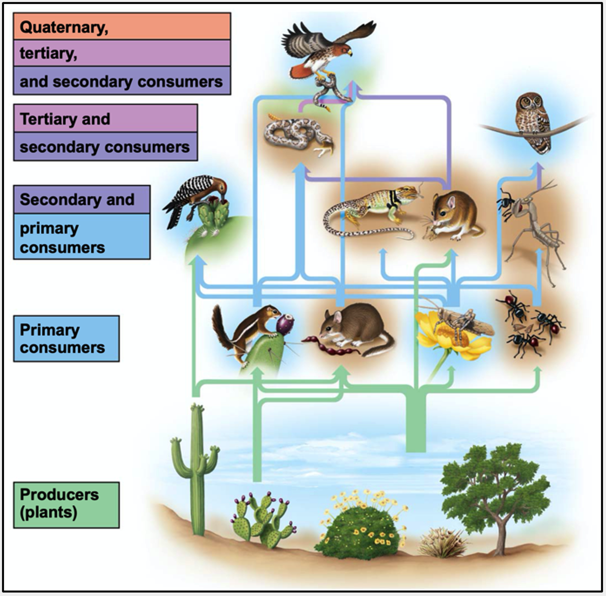 Trophic Interactions in the Kelp Forest – Professor St. John's ...