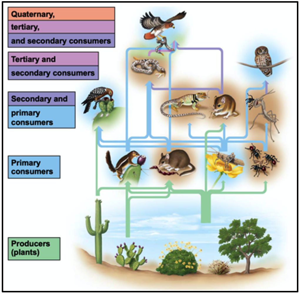 Forest Ecosystem Food Web