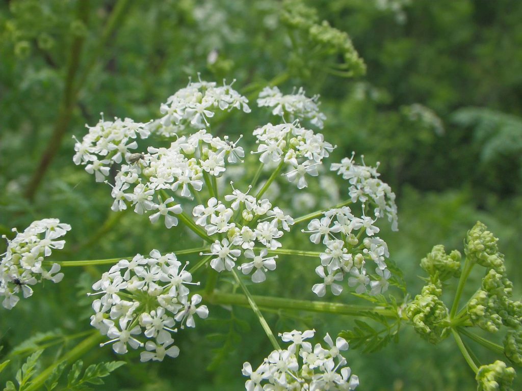 Poison hemlock. © 2011 Sylvain Piry