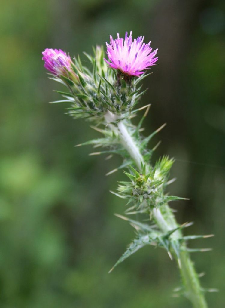 Italian Thistle. © 2008 Franz Xaver