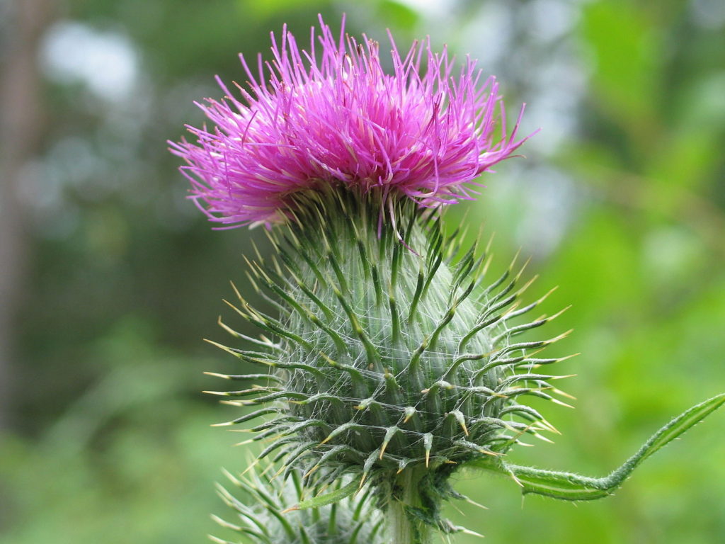 Bull thistle. © 2005 Bergsten