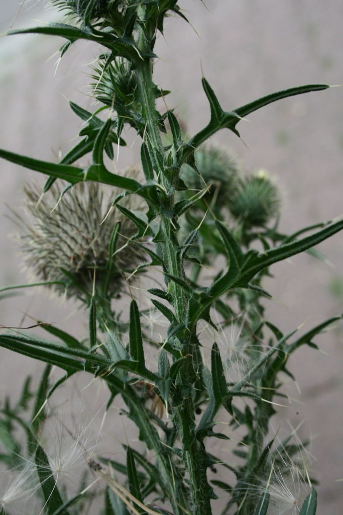 Bull thistle. ©2011 Alice Chodura
