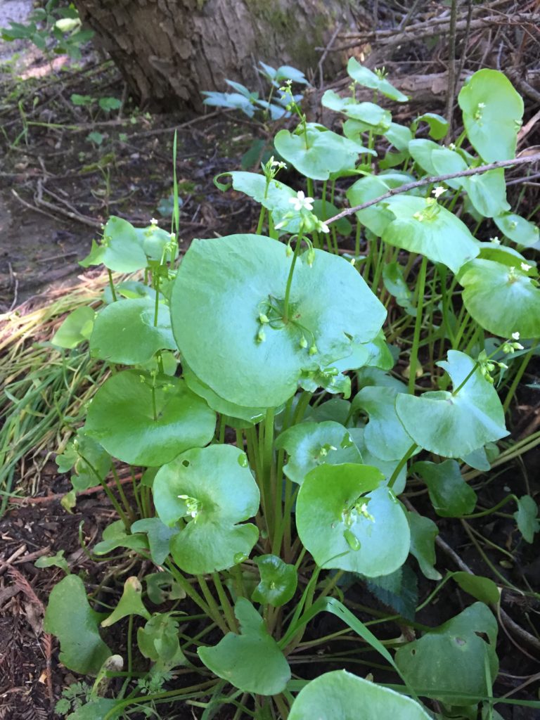 Miner's lettuce. © 2017 Wendy St. John