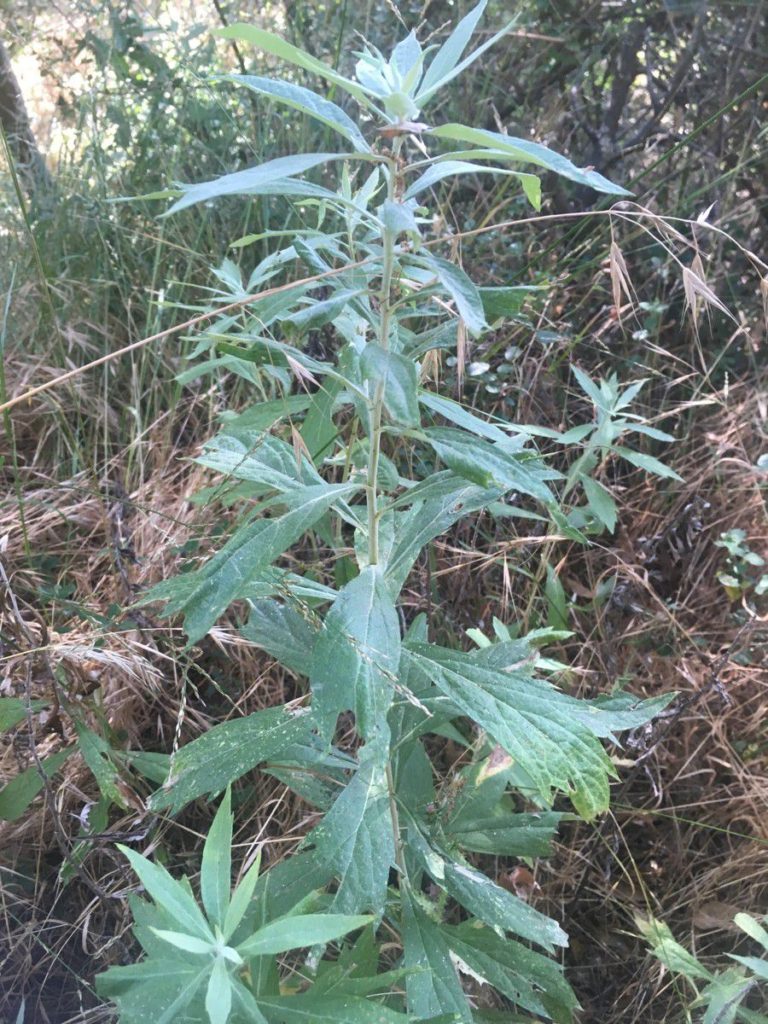 California Mugwort. © 2018 Michelle Tollett