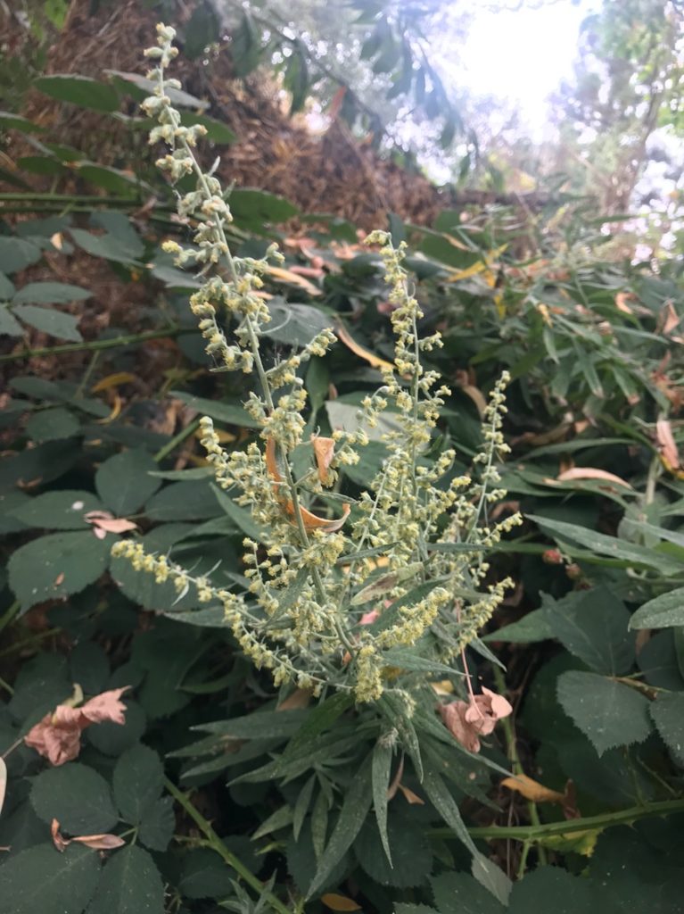 California Mugwort. © 2018 Wendy St. John