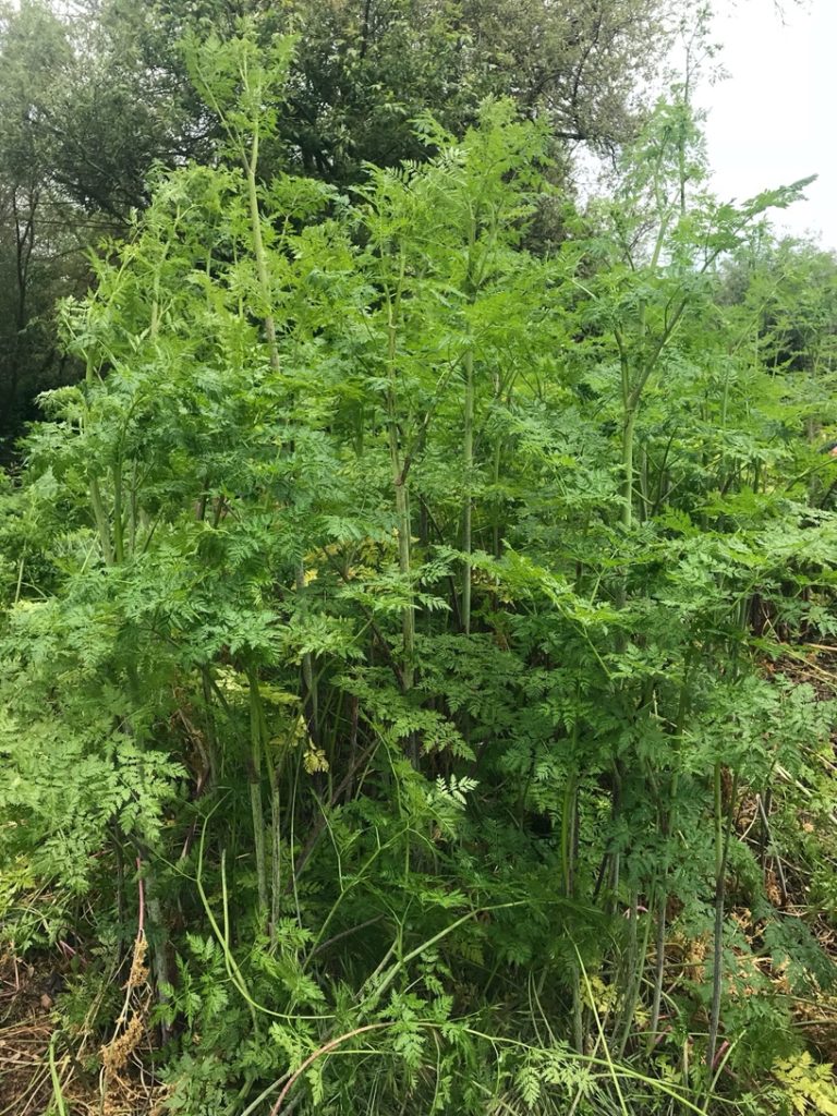 Poison hemlock. © 2017 Wendy St. John
