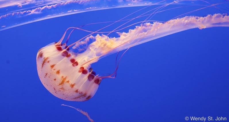 Purple Sea Nettle