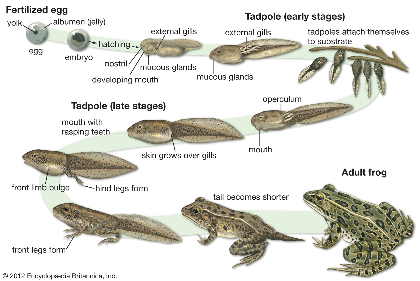 327 W5 Amphibian Diversity Lab – Professor St. John's Instructional