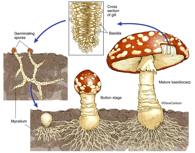 131 Week 4 Lab: Fungi – Professor St. John's Instructional Materials