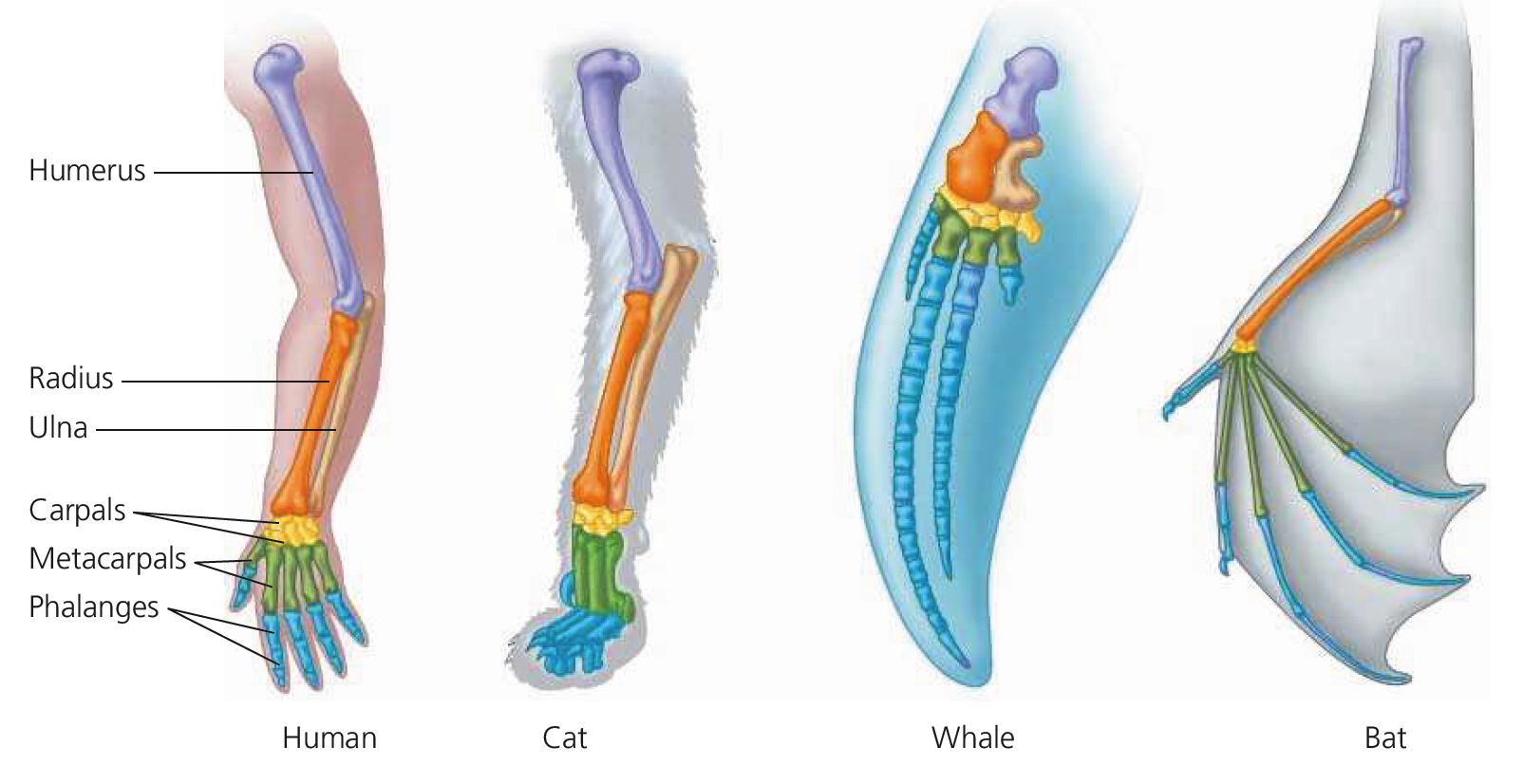 131 Animal Body Plans and Dichotomous Keys – Professor St. John's