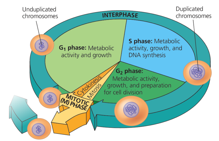 110 Mitosis Lab – Professor St. John's Instructional Materials