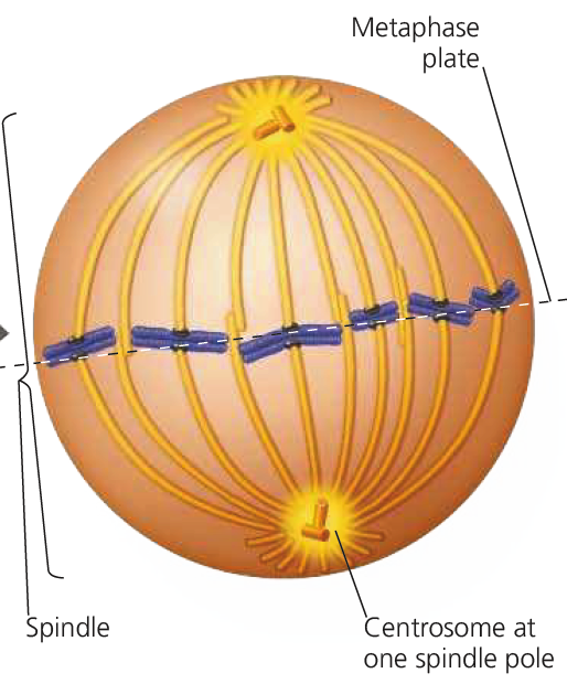 110 Week 4: Mitosis Lab – Professor St. John's Instructional Materials