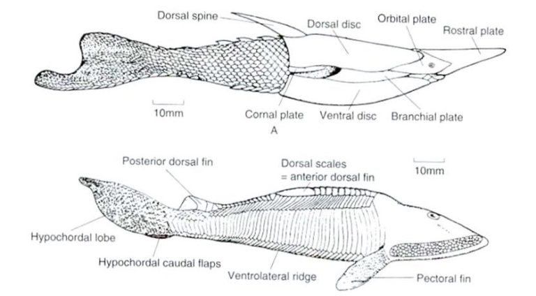 327 Fish Diversity Lab – Professor St. John's Instructional Materials