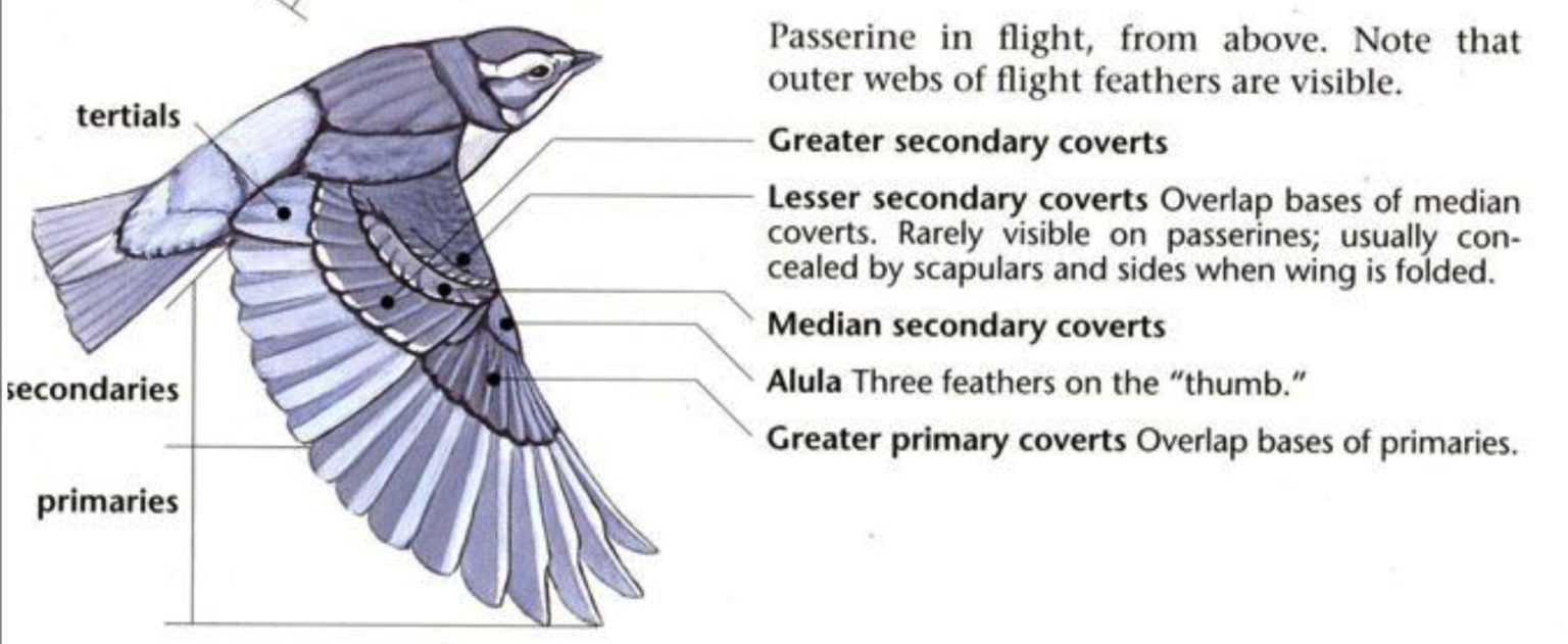 327 Avian Characteristics Lab – Professor St. John's Instructional ...