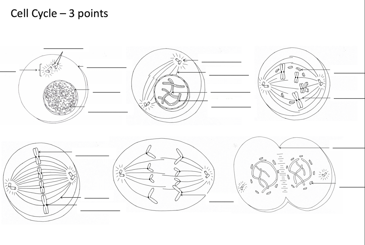 General Biology Coloring Pages – Professor St. John's Instructional 