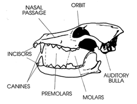 Omnivore skull showing sharp canines and flat molars. 