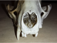 Mountain lion skull showing nasal turbinates
