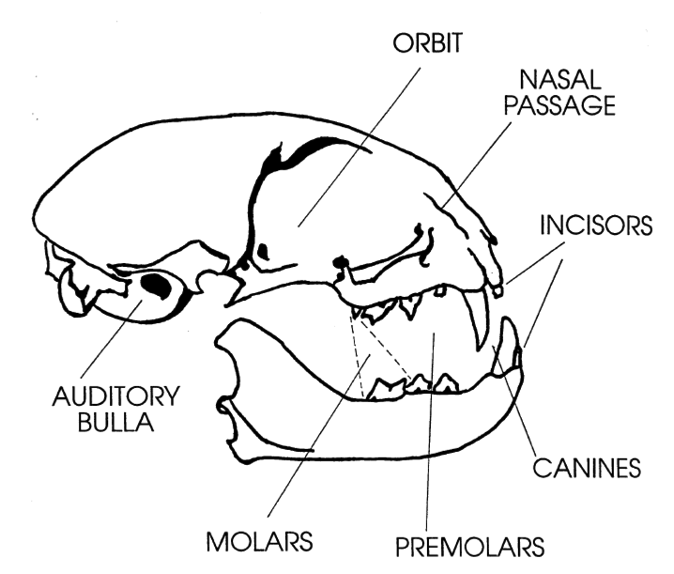Carnivore skull showing long canines and sharp molars. 