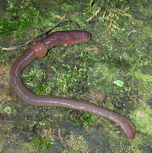 Earthworm