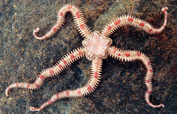 Daisy brittle star. The daisy brittle star (Ophiopholis aculeata) lives on rocky sea floors from north-eastern Canada as far south as the north-eastern USA. It is primarily a scavenger, feeding on detritus on the seabed, although bivalve molluscs may be taken also. Its arms may reach a length of up to eight centimetres. Unlike other echinoderms, brittle stars move using their entire arms rather than their countless tube feet (not seen). They are known to drop a limb if it is damaged or held (a process which gave them their name). Lost limbs are regenerated. They have long life spans, some reaching over 20 years old. Photographed in Muscongus Bay, Maine, USA.