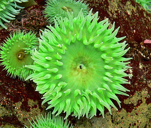 Green Sea Anemone