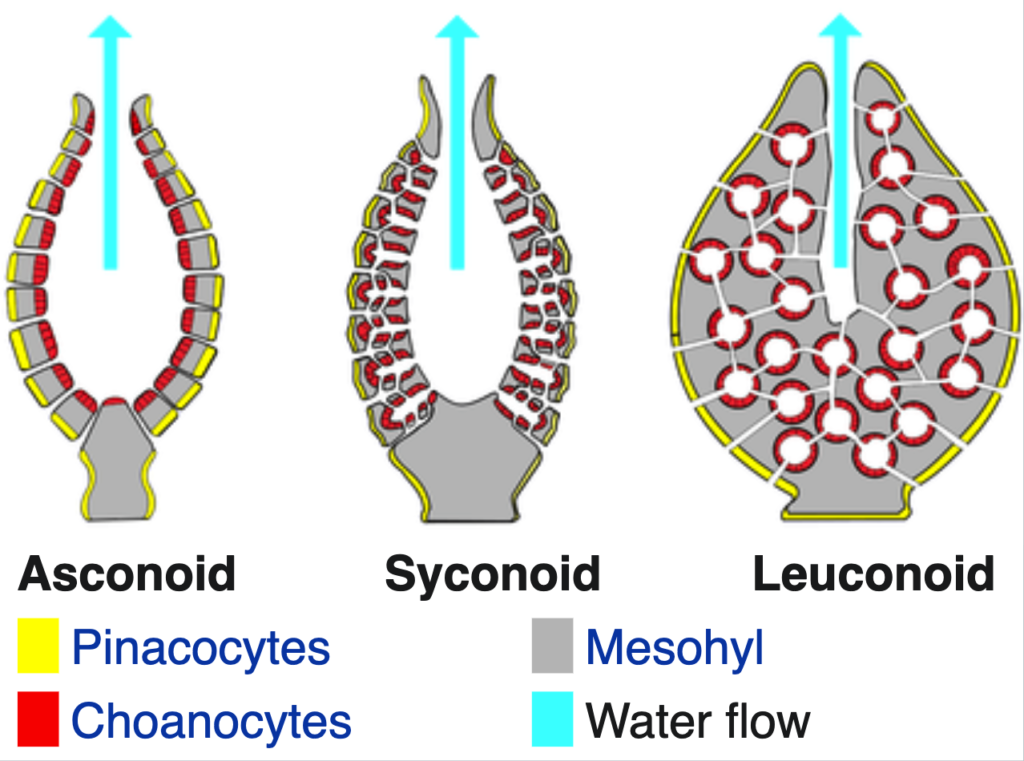 Sponge body types