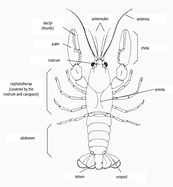 131 Ecdysozoa TA Overview – Professor St. John's Instructional Materials