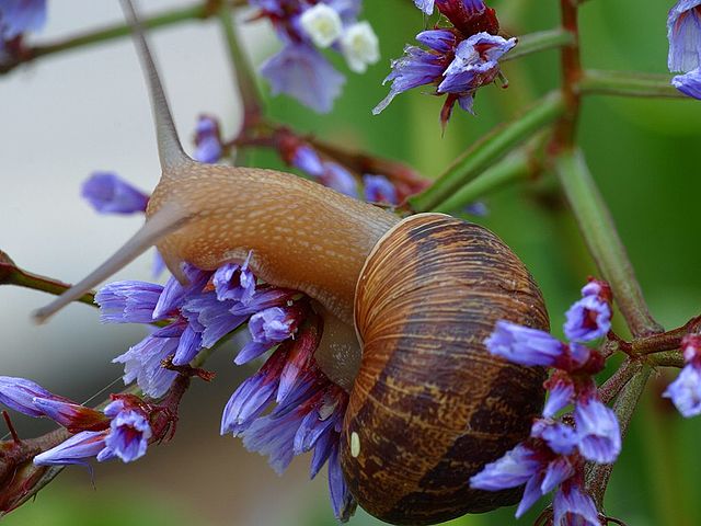 Snail