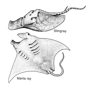 327 Fish Diversity Lab – Professor St. John's Instructional Materials